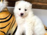 AYİ YAVRUSU SAMOYED A KALİTE IRK