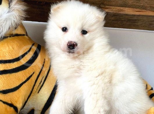 Ayi̇ Yavrusu Samoyed A Kali̇te Irk