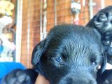 Muhteşem Labrador A Kali̇te Yavrularimiz