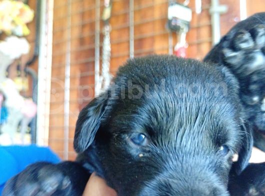 Muhteşem Labrador A Kali̇te Yavrularimiz görsel