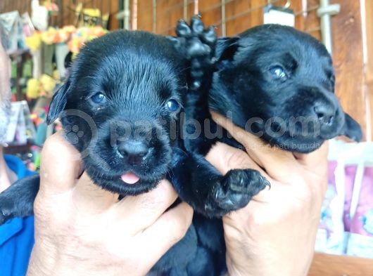 Muhteşem Labrador A Kali̇te Yavrularimiz görsel