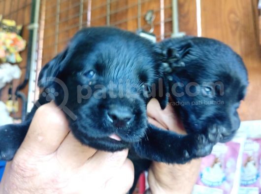 Muhteşem Labrador A Kali̇te Yavrularimiz