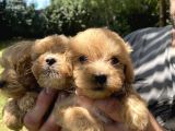 Poodle Tadında F2 Maltipo Bebeklerimiz 
