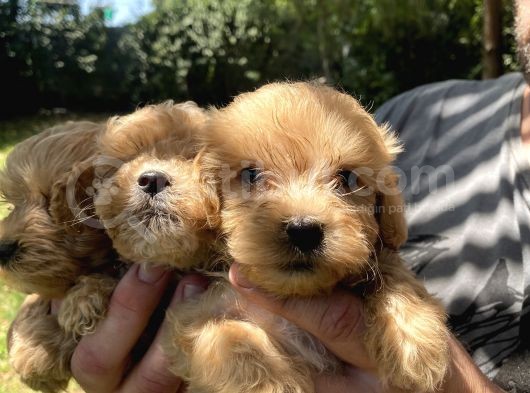 Poodle Tadında F2 Maltipo Bebeklerimiz  görsel