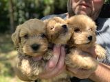Poodle Tadında F2 Maltipo Bebeklerimiz 