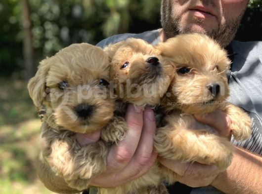 Poodle Tadında F2 Maltipo Bebeklerimiz  görsel