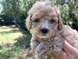 Poodle Tadında f2 maltipo Bebeklerimiz 