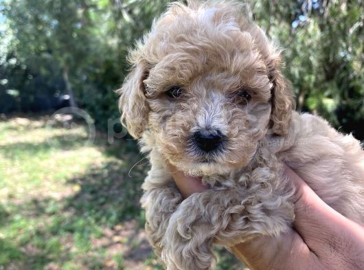 Poodle Tadında F2 Maltipo Bebeklerimiz 