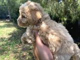 Poodle Tadında F2 Maltipo Bebeklerimiz 