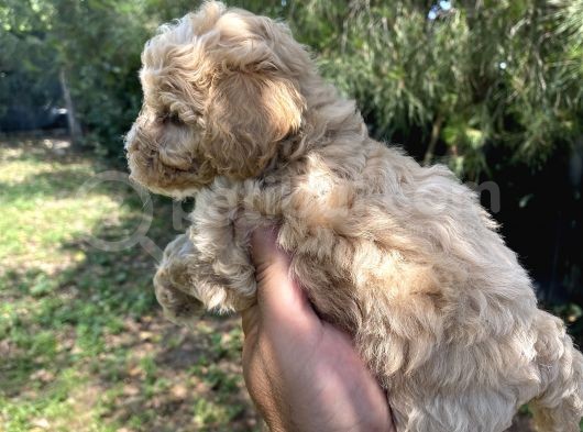 Poodle Tadında F2 Maltipo Bebeklerimiz  görsel