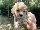 Poodle Tadında F2 Maltipo Bebeklerimiz 