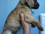 A secereli Fcı kıf kayıtlı Danua