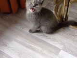 Scottish straight tortie