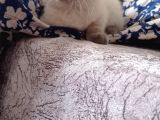 British Shorthair Blue Point