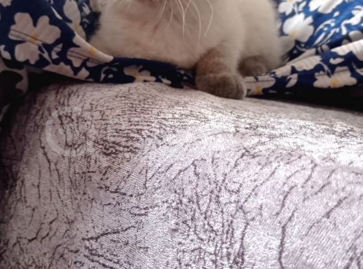 British Shorthair Blue Point görsel