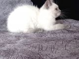 British shorthair blue point