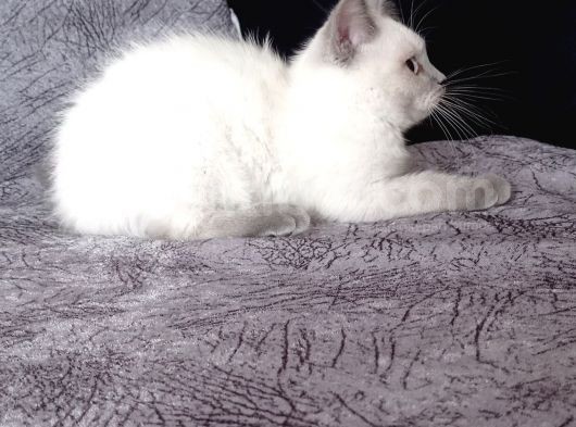 British Shorthair Blue Point