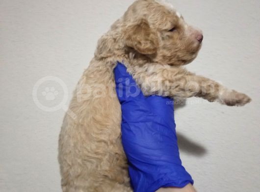 Mi̇nyatür Apri̇cot Poodle Yavrularimiz Anne Altinda görsel