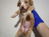 Mi̇nyatür Apri̇cot Poodle Yavrularimiz Anne Altinda