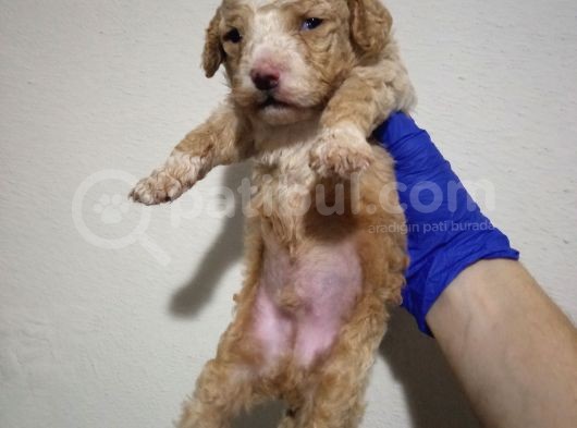 Mi̇nyatür Apri̇cot Poodle Yavrularimiz Anne Altinda görsel