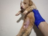 Mi̇nyatür Apri̇cot Poodle Yavrularimiz Anne Altinda