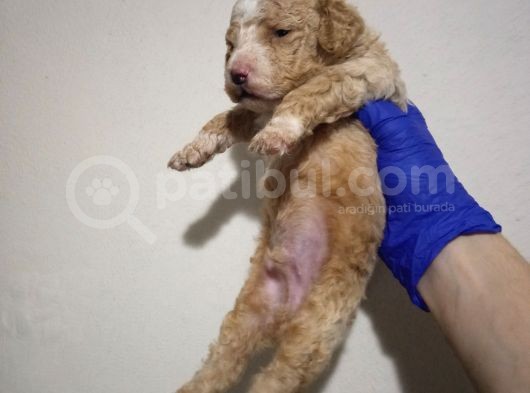 Mi̇nyatür Apri̇cot Poodle Yavrularimiz Anne Altinda görsel