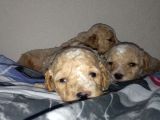 Apri̇cot Mi̇nyatür Poodle Yavrularimiz