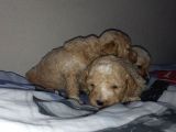 Apri̇cot Mi̇nyatür Poodle Yavrularimiz