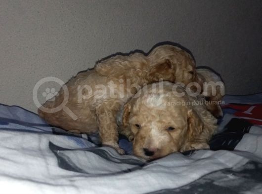 Apri̇cot Mi̇nyatür Poodle Yavrularimiz görsel