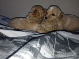 APRİCOT MİNYATÜR POODLE YAVRULARIMIZ