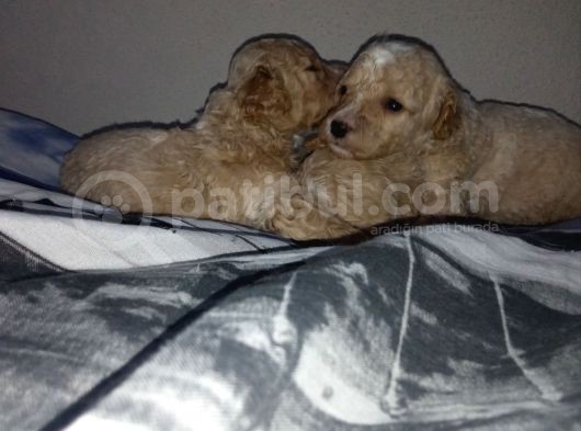 Apri̇cot Mi̇nyatür Poodle Yavrularimiz
