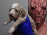 MİNYATÜR APRİCOT POODLE YAVRULARIMIZ ANNE ALTINDA
