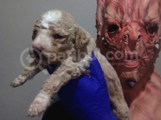 Mi̇nyatür Apri̇cot Poodle Yavrularimiz Anne Altinda