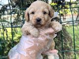 Sevimli Irk Garantili Maltipoo Yavrular