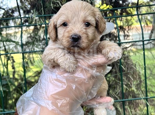 Sevimli Irk Garantili Maltipoo Yavrular