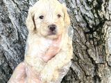 Sevimli Irk Garantili Maltipoo Yavrular