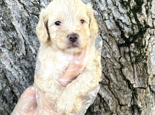 Sevimli Irk Garantili Maltipoo Yavrular görsel