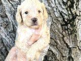 Sevimli Irk Garantili Maltipoo Yavrular