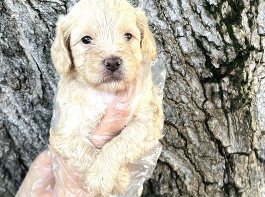 Sevimli Irk Garantili Maltipoo Yavrular görsel