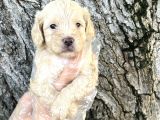 Sevimli Irk Garantili Maltipoo Yavrular