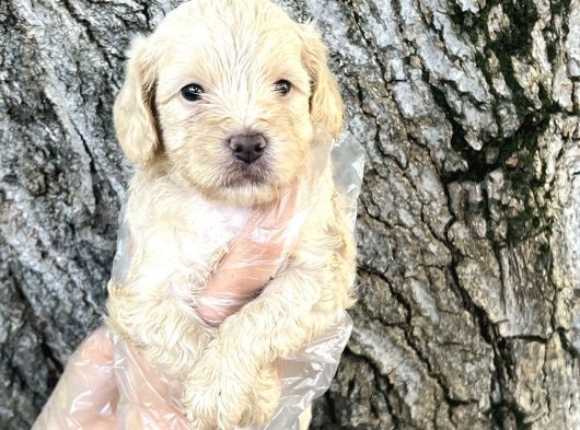 Sevimli Irk Garantili Maltipoo Yavrular görsel