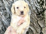 Sevimli Irk Garantili Maltipoo Yavrular