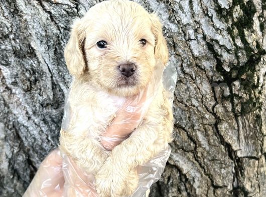 Sevimli Irk Garantili Maltipoo Yavrular görsel