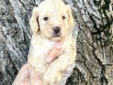 Sevimli Irk Garantili Maltipoo Yavrular