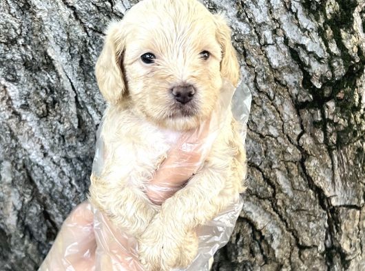 Sevimli Irk Garantili Maltipoo Yavrular görsel