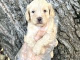 Sevimli Irk Garantili Maltipoo Yavrular