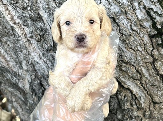 Sevimli Irk Garantili Maltipoo Yavrular görsel