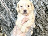 Sevimli Irk Garantili Maltipoo Yavrular