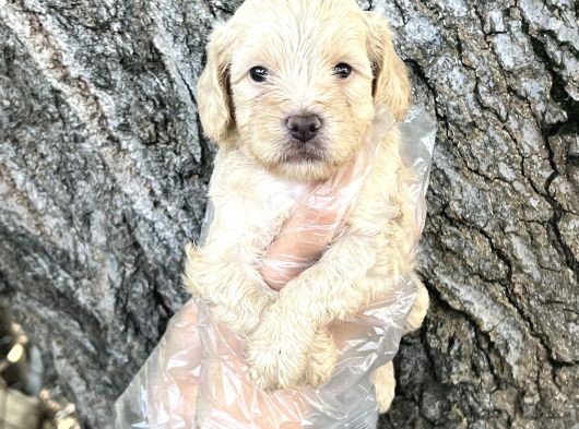 Sevimli Irk Garantili Maltipoo Yavrular görsel