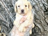 Sevimli Irk Garantili Maltipoo Yavrular